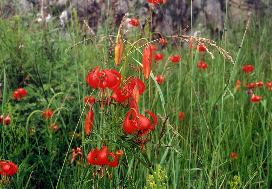 Image of Lilium pumilum specimen.