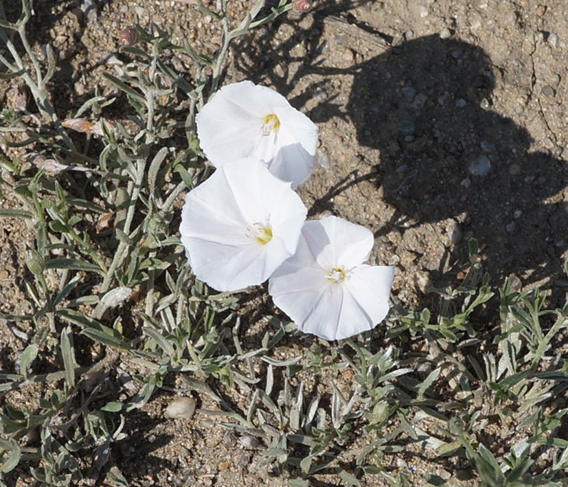 Изображение особи Convolvulus ammannii.