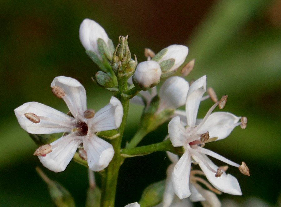 Image of Lysimachia barystachys specimen.