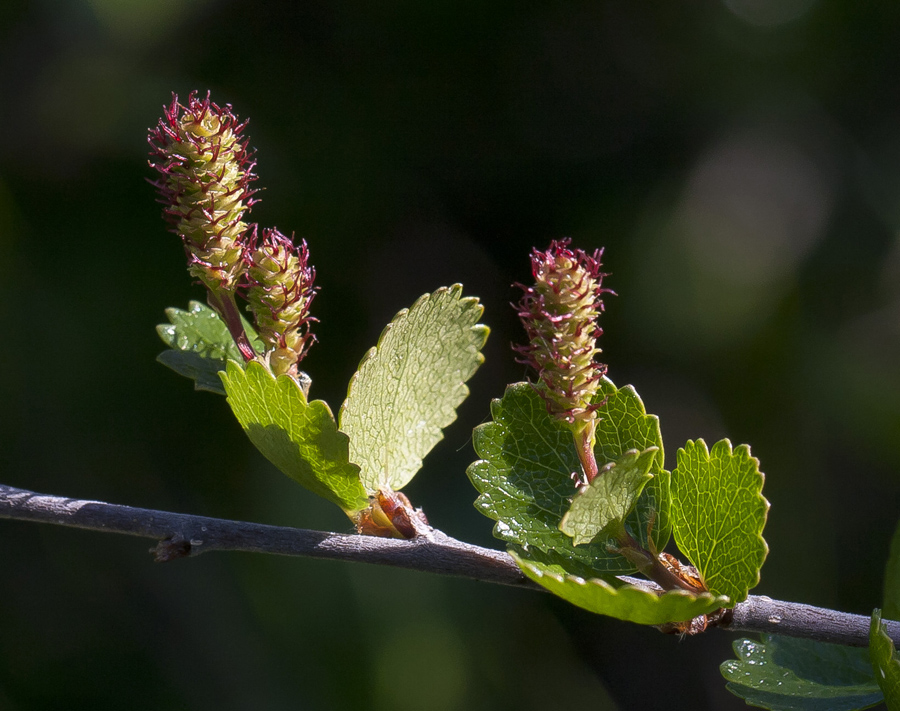 Image of Betula nana specimen.