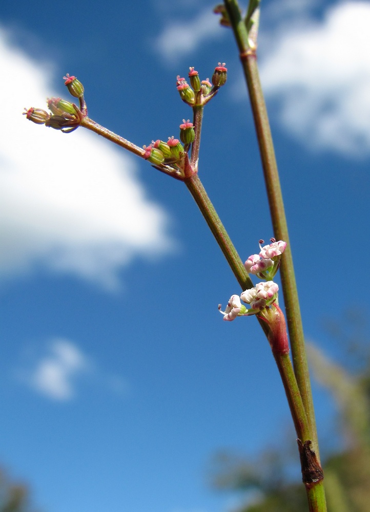 Изображение особи Froriepia subpinnata.