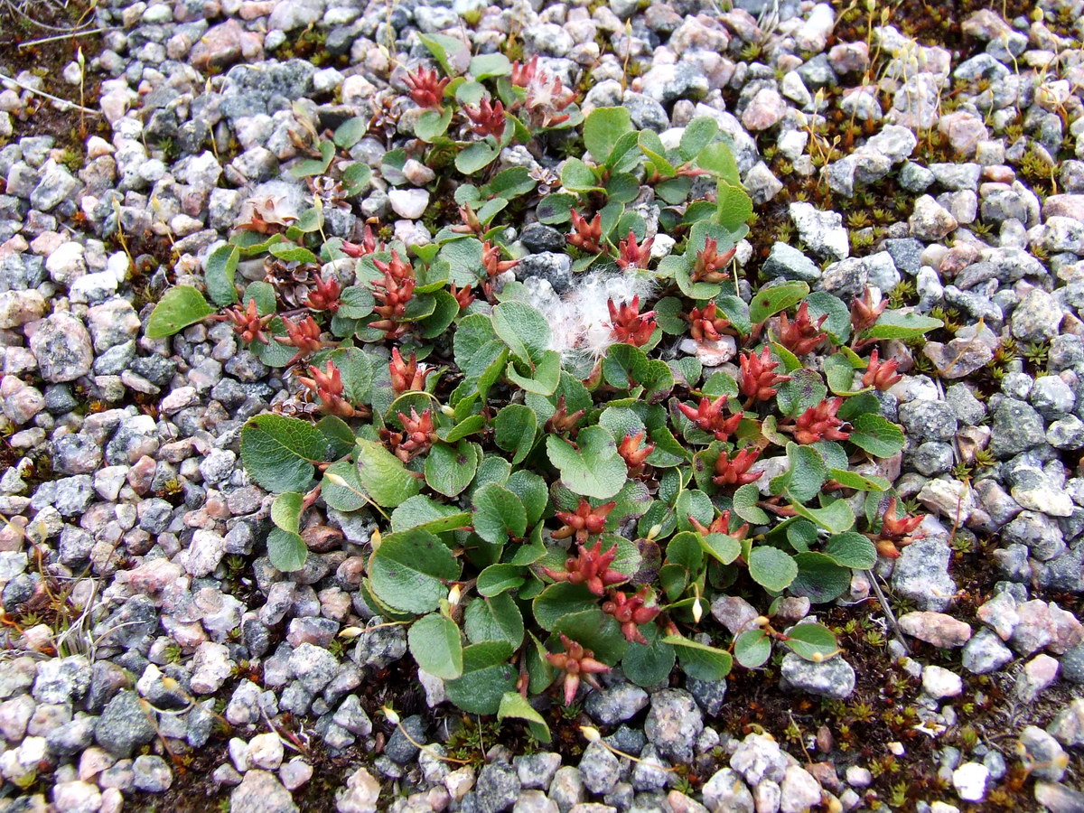 Изображение особи Salix herbacea.