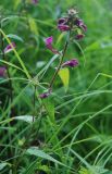 Pedicularis resupinata