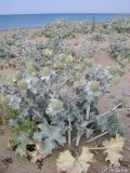 Eryngium maritimum