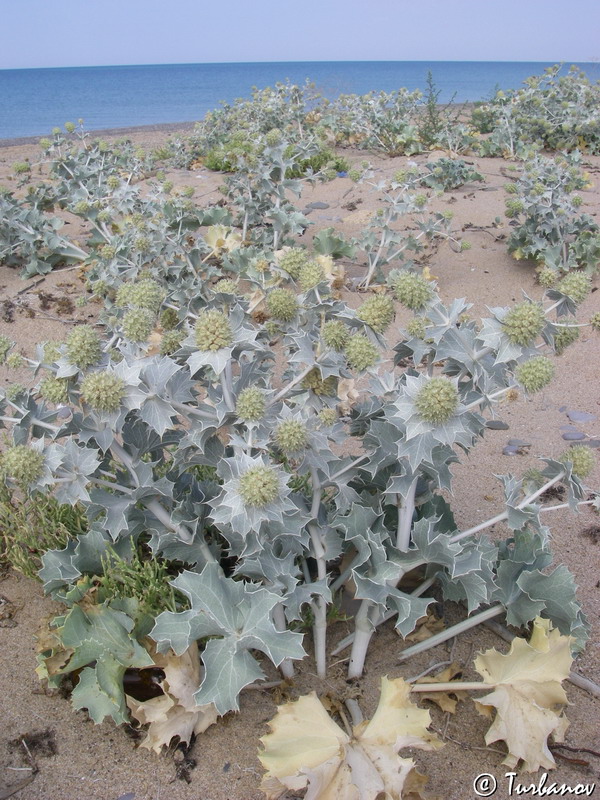 Image of Eryngium maritimum specimen.