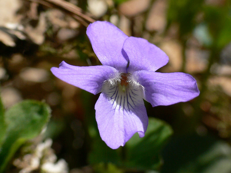 Image of Viola sacchalinensis specimen.