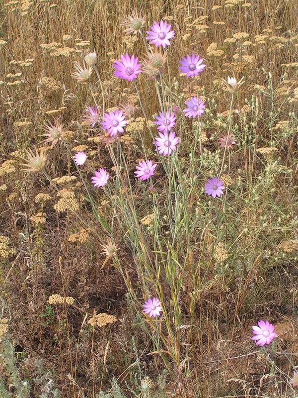 Изображение особи Xeranthemum annuum.