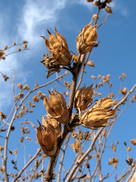 Image of Hibiscus syriacus specimen.