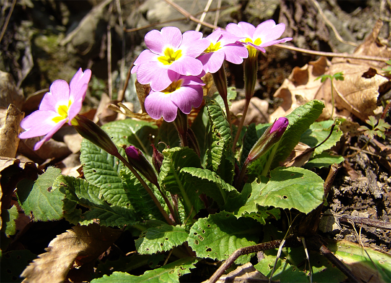 Image of Primula vulgaris specimen.