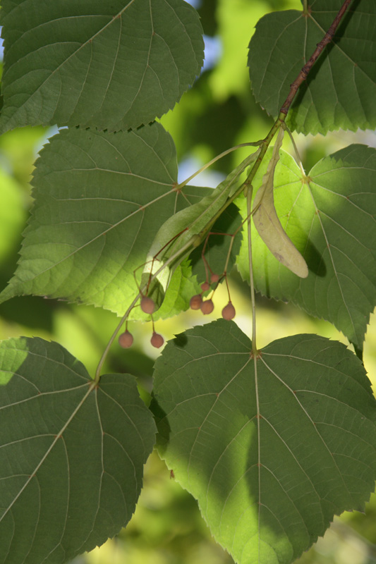 Image of Tilia taquetii specimen.