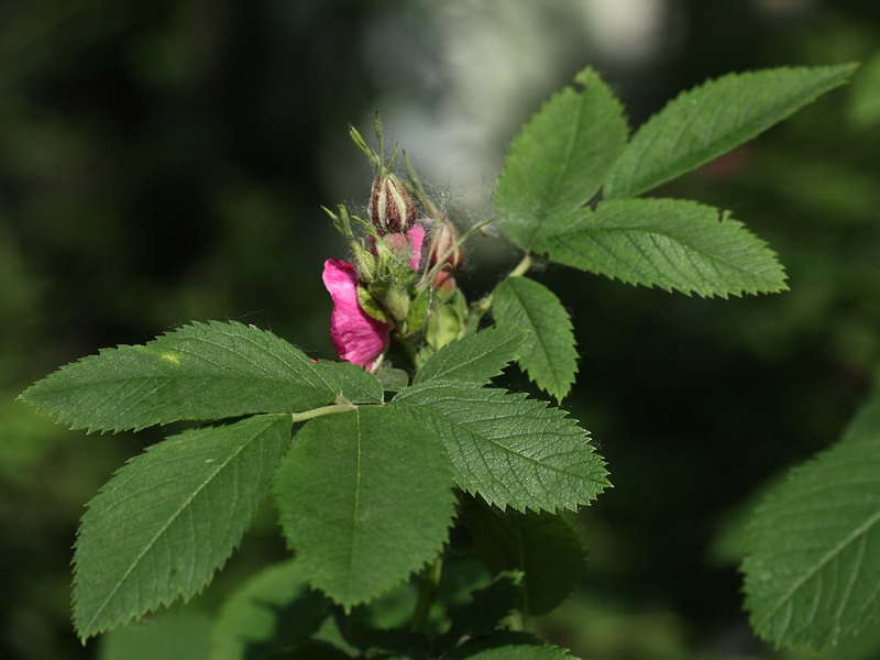 Image of Rosa pratorum specimen.