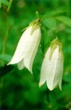 Campanula punctata