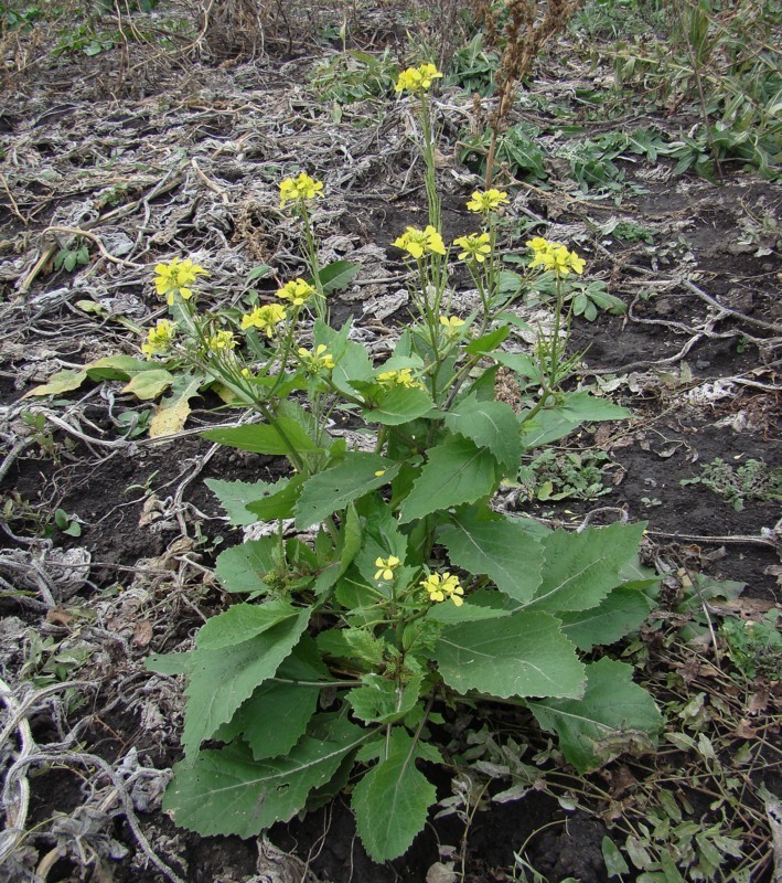 Image of Sinapis arvensis specimen.