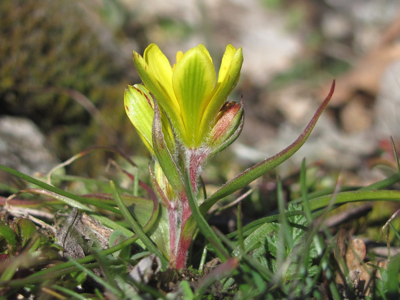 Image of Gagea bohemica specimen.