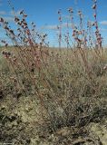 Limonium suffruticosum. Цветущее растение. Астраханская обл., сев. берег оз. Баскунчак. 04.10.2009.