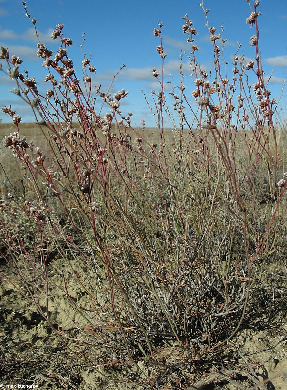 Image of Limonium suffruticosum specimen.