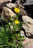 Anemonastrum speciosum. Цветущее растение. Карачаево-Черкесия, гора Мусса-Ачитара, каменистый склон (выс. около 2700 м н.у.м.). 31.07.2014.