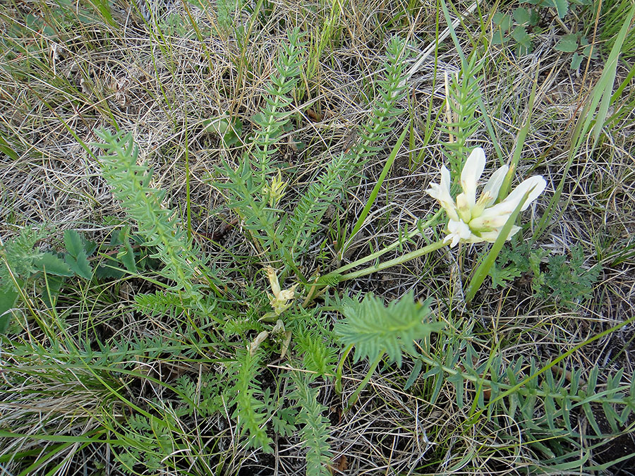Image of Oxytropis muricata specimen.