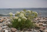 Phlojodicarpus sibiricus. Цветущее растение. Иркутская обл., Ольхонский р-н, побережье Малого Моря (оз. Байкал), Курминская коса, вид по направлению на о. Ольхон. 12.07.2015.