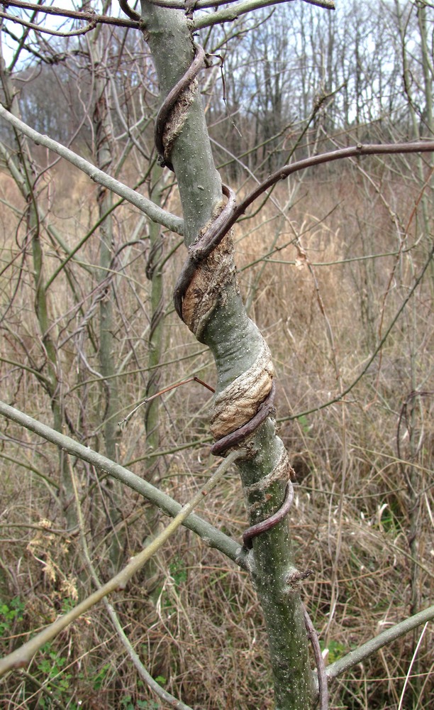 Image of genus Fraxinus specimen.