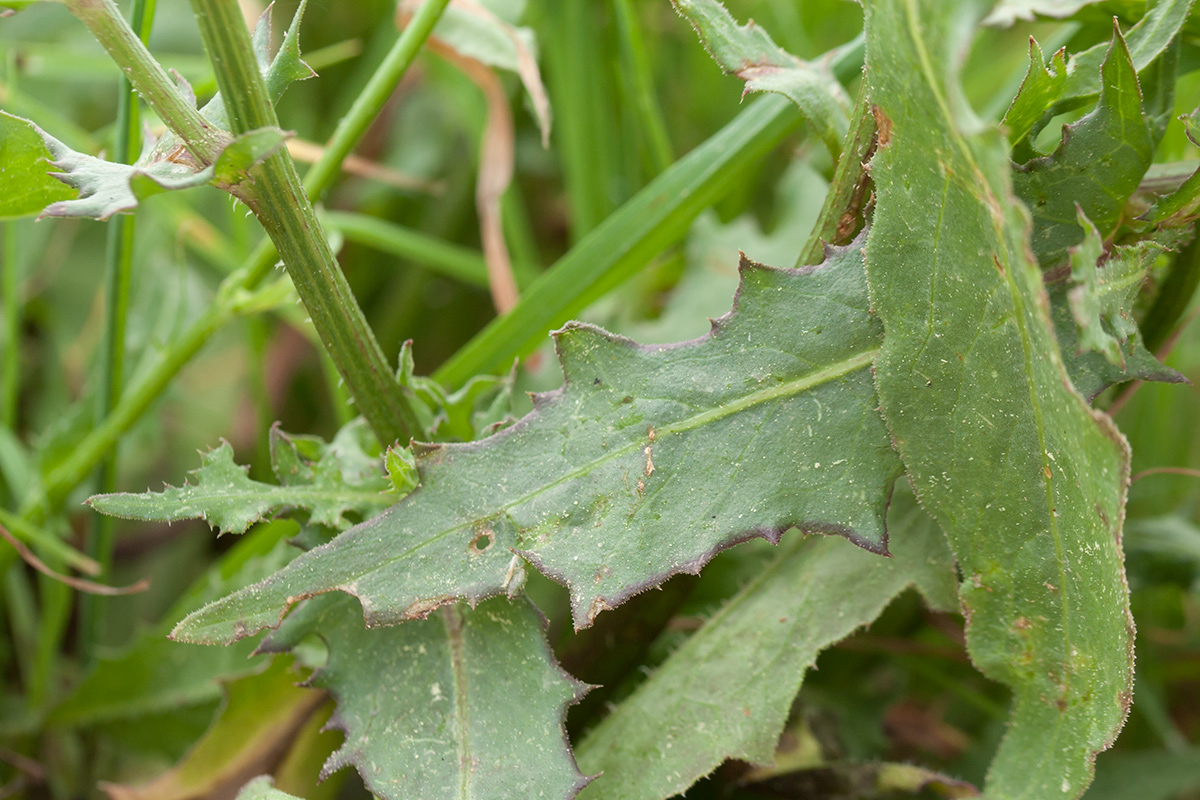 Изображение особи Urospermum picroides.