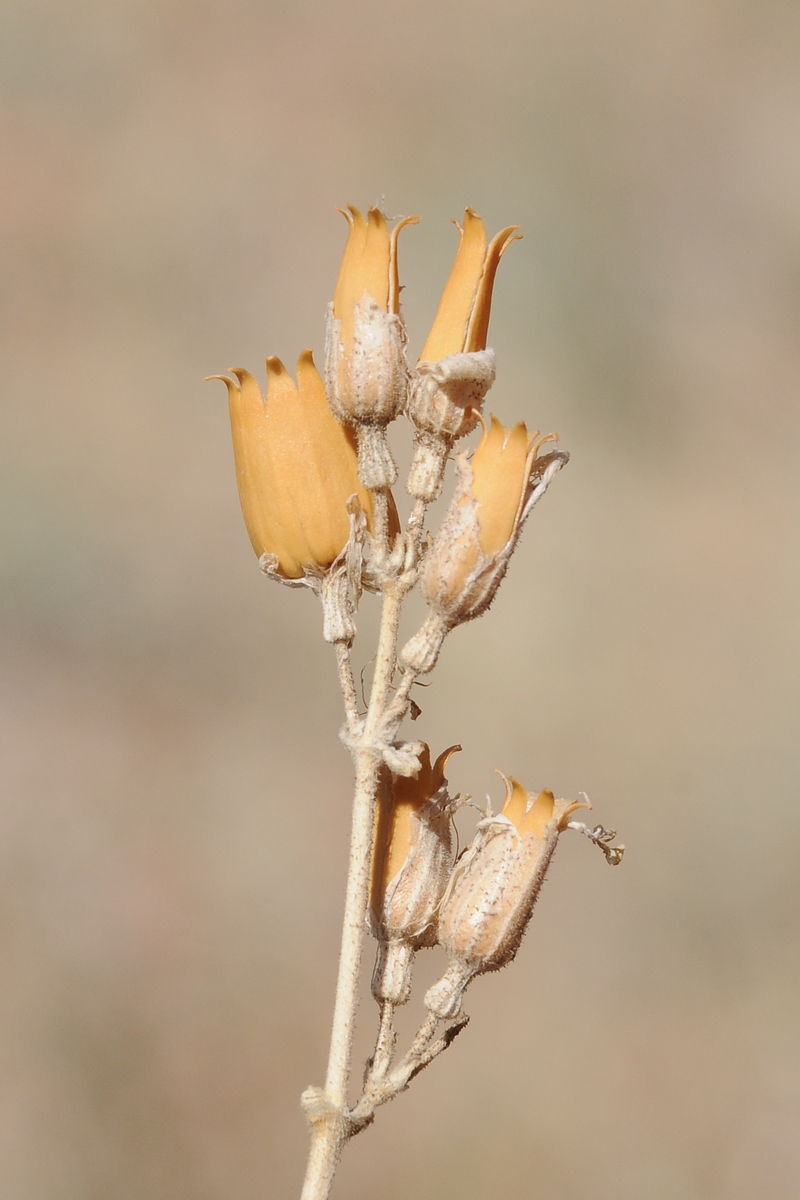 Image of Silene quadriloba specimen.