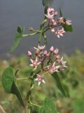 Image of taxon representative. Author is Павел Евсеенков