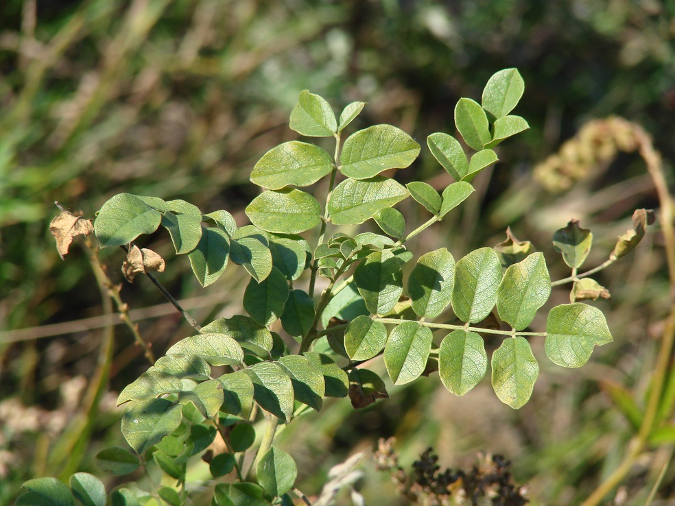 Изображение особи Glycyrrhiza grandiflora.