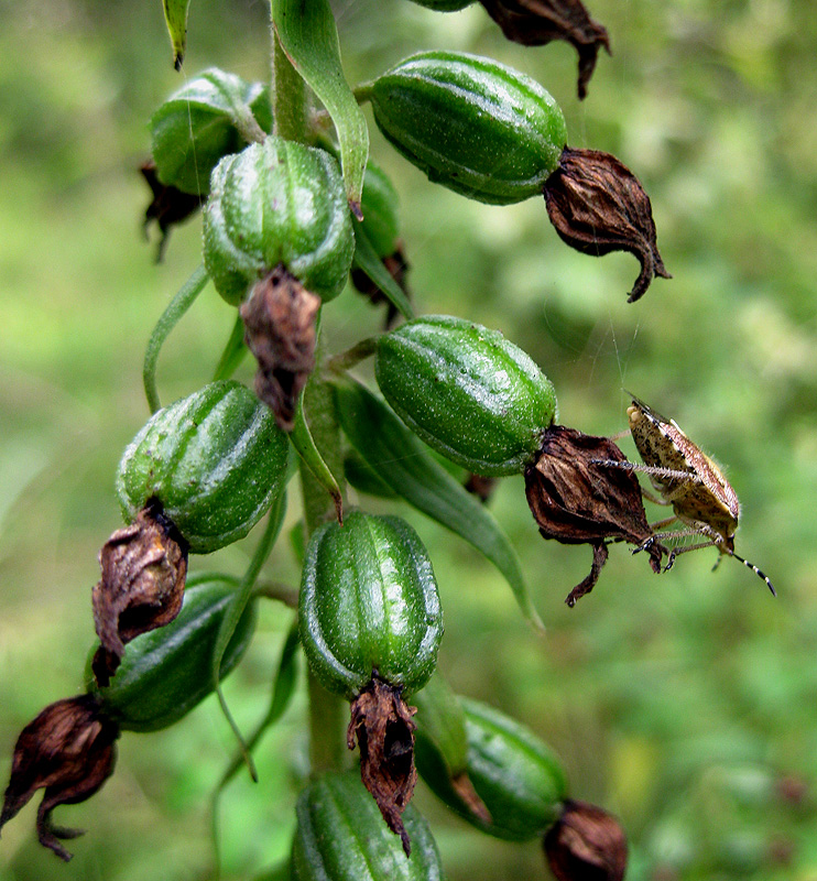 Изображение особи Epipactis helleborine.