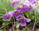 Viola odorata