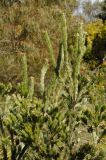 Adenanthos sericeus. Верхушка кроны вегетирующего растения. США, Калифорния, Сан-Франциско, ботанический сад. 28.02.2014.