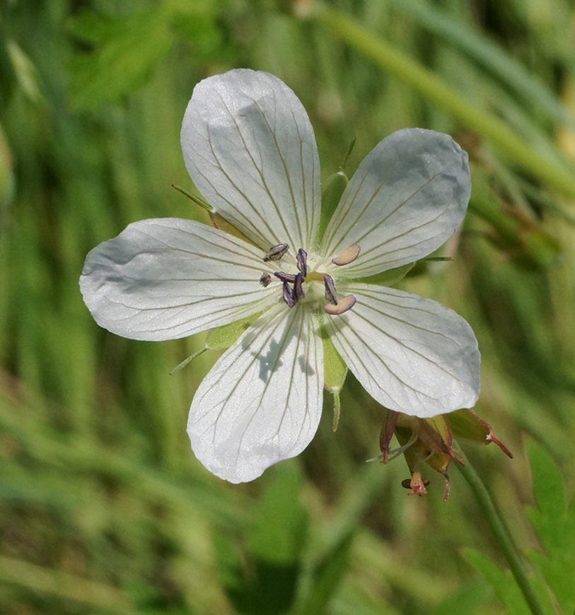 Image of Geranium affine specimen.