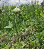 Trifolium canescens. Цветущее растение. Адыгея, Кавказский биосферный заповедник, хр. Каменное Море, ≈ 2000 м н.у.м., субальпийский луг. 13.06.2015.