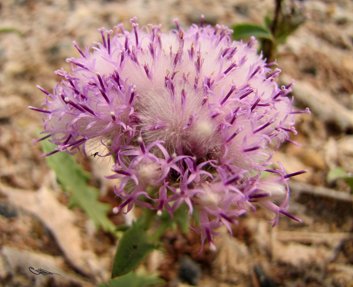 Image of Saussurea davurica specimen.