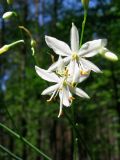 Anthericum ramosum