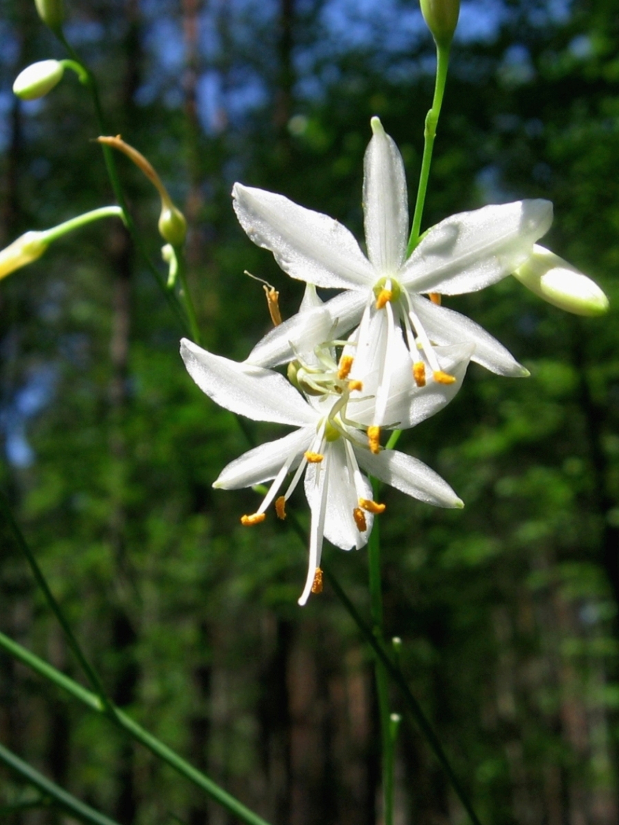 Изображение особи Anthericum ramosum.