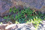 Polygonum fibrilliferum