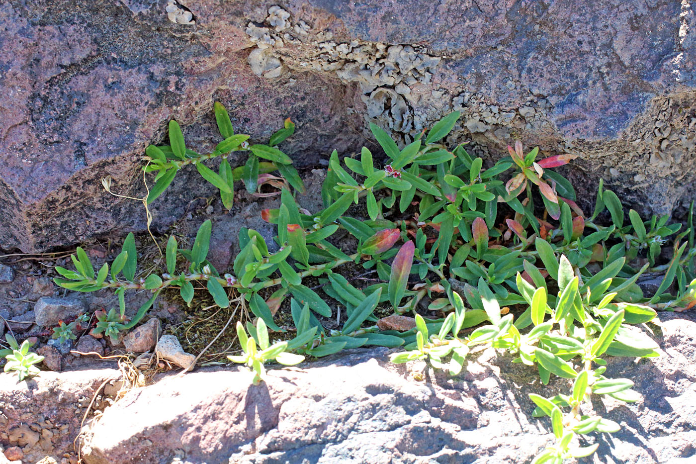 Image of Polygonum fibrilliferum specimen.