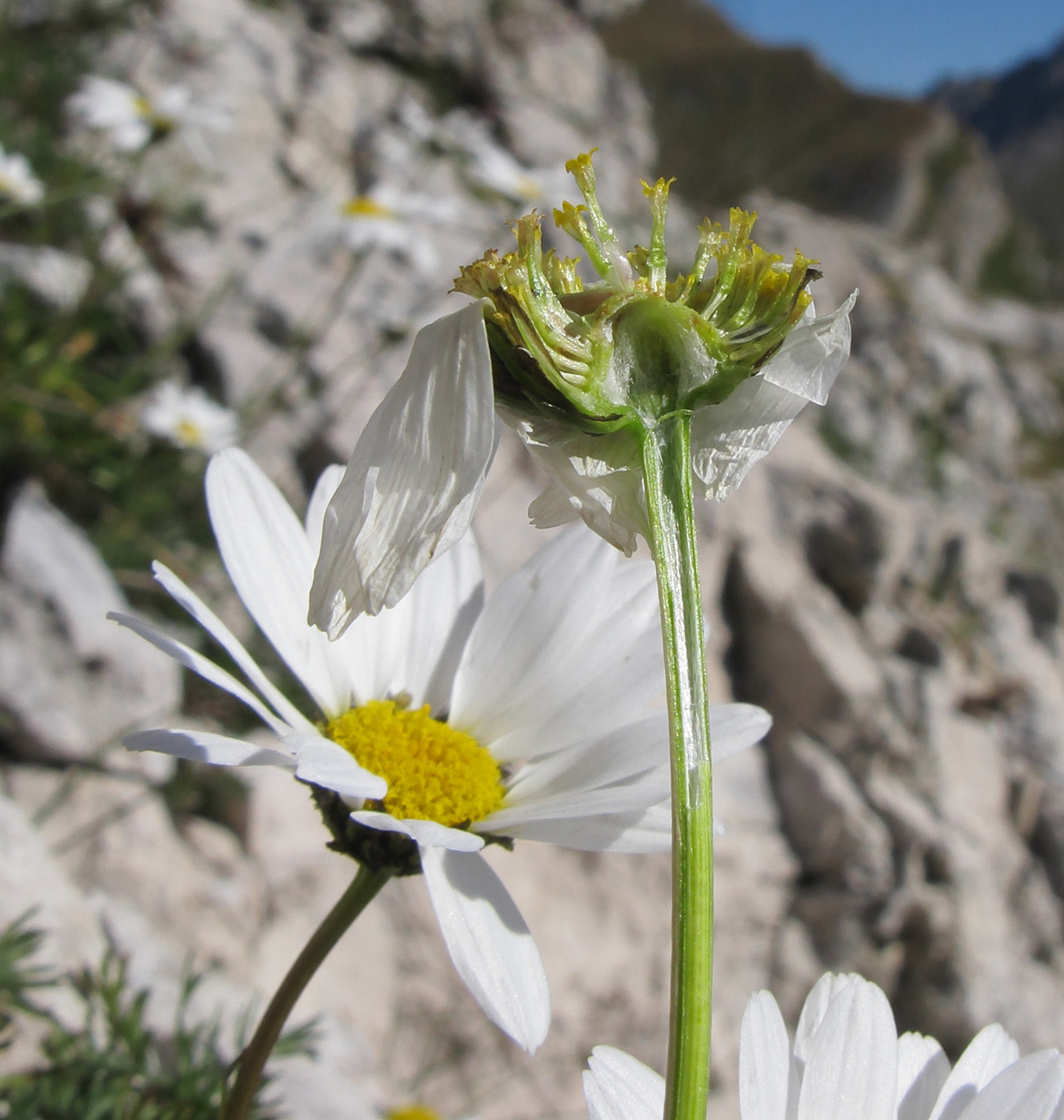 Изображение особи Tripleurospermum caucasicum.