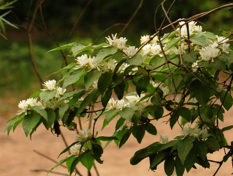 Image of Lonicera maackii specimen.