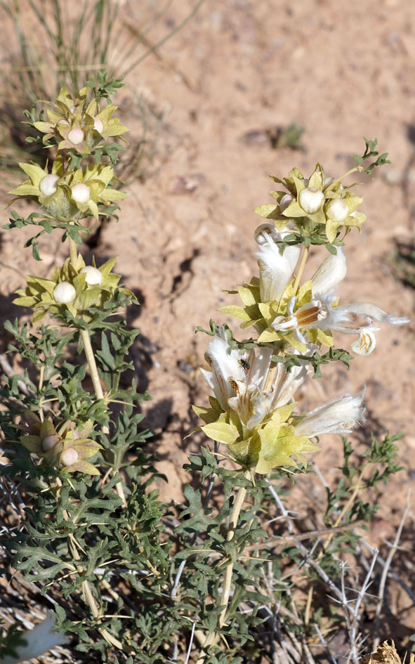 Image of Lagochilus platyacanthus specimen.