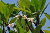 Plumeria rubra