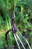 Ranunculus repens