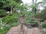 Pachypodium lamerei. Цветущее и плодоносящее растение. Австралия, г. Брисбен, ботанический сад. 22.11.2015.