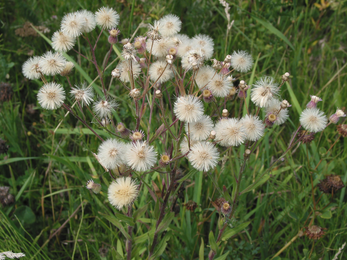 Image of Erigeron acris specimen.