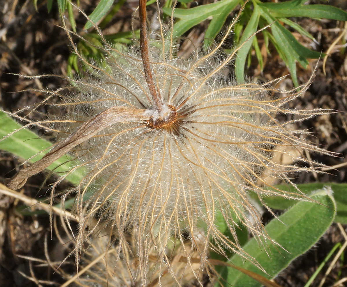 Image of Pulsatilla multifida specimen.