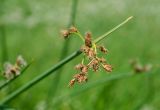 Schoenoplectus hippolyti