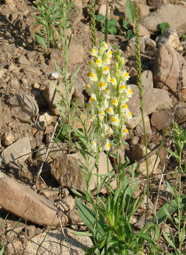 Image of Linaria acutiloba specimen.