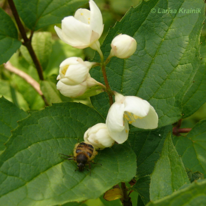 Image of Philadelphus tenuifolius specimen.
