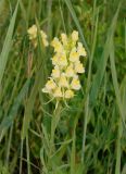 Linaria acutiloba. Верхушка побега с соцветием. Якутия (Саха), Нерюнгинский р-н, территория Нерюнгри. 28.06.2008.